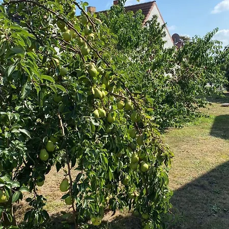 Fischer Un Sin Fru * Klein Zicker